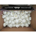 https://www.bossgoo.com/product-detail/fresh-pure-white-garlic-crop-2021-61448693.html